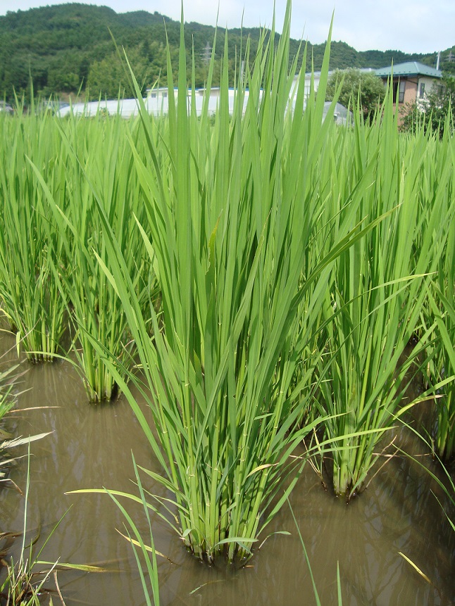 有機JASササニシキ-03