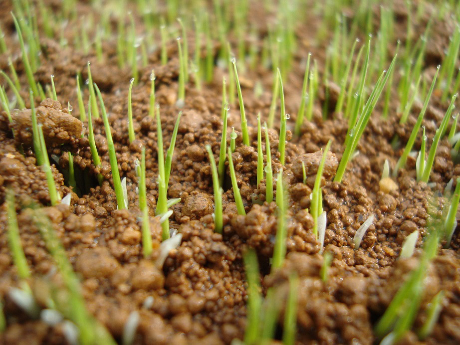 有機JASササニシキ-03