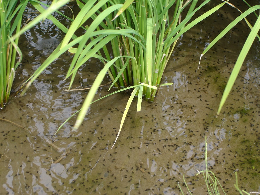 有機JASササニシキ-03