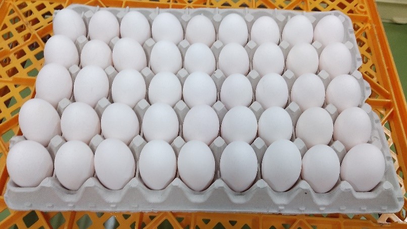 鶏卵（業務用10kg）