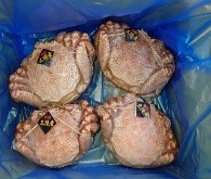 三陸産　毛蟹-02