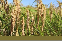 ゆず仙台味噌-03