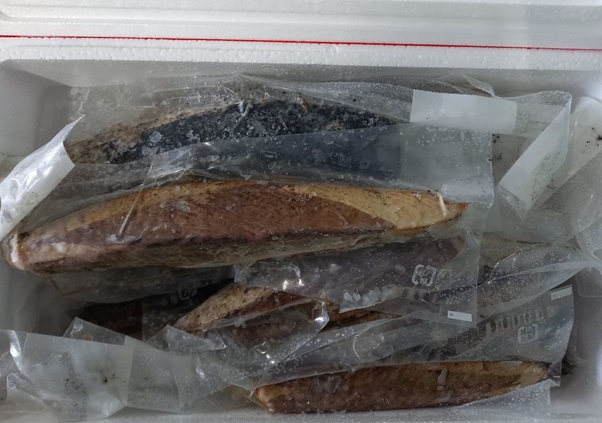 カツオのタタキ