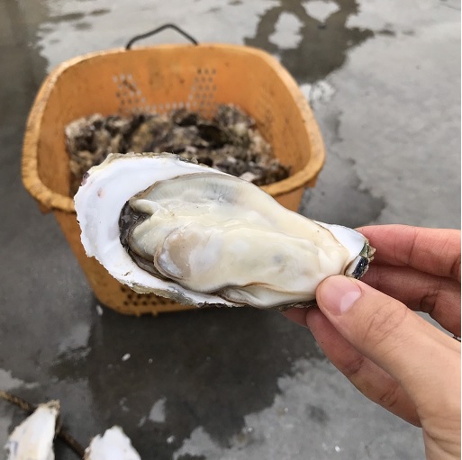 生食用牡蠣（従来養殖牡蠣）