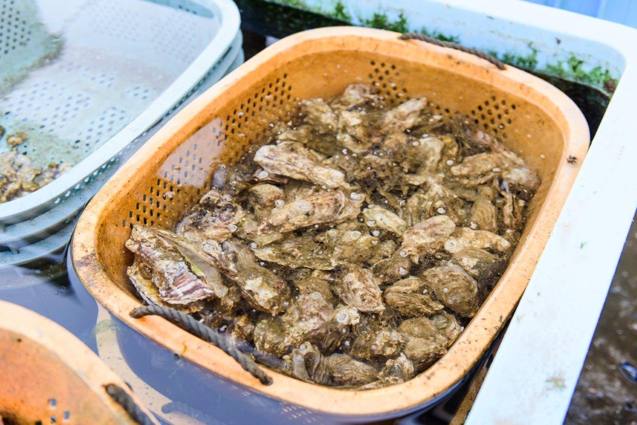 生食用牡蠣（従来養殖牡蠣）-03