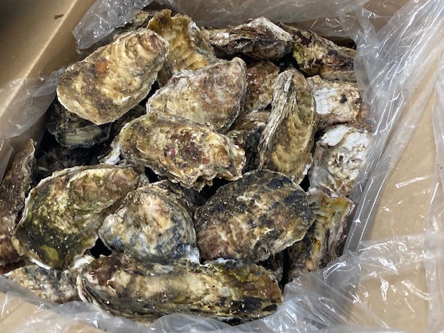 誠オイスター-02